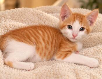 Sam -  Tabby Cat for Adoption in Santa Cruz, California - Sam | PetCurious