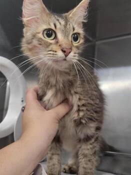 Tinker -  Domestic Short Hair Cat for Adoption in Largo, Florida - Tinker | PetCurious