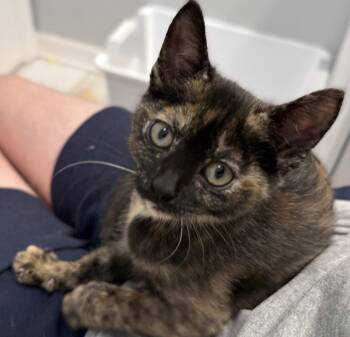 Portia -  Domestic Short Hair Cat for Adoption in St. Cloud, Florida - Portia | PetCurious