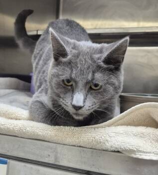 Rescue Domestic Short Hair Cats for Adoption in Napa, California - Smokey | PetCurious