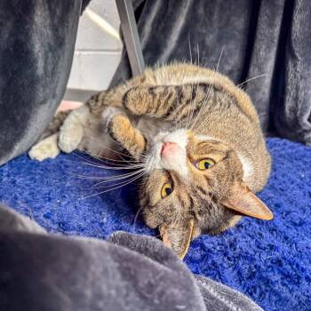 Finn -  Domestic Short Hair Cat for Adoption in Kennebunk, Maine - Finn | PetCurious