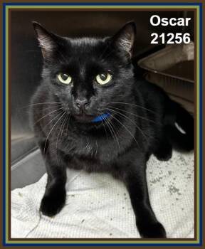 OSCAR -  Domestic Short Hair Cat for Adoption in Marietta, Georgia - OSCAR | PetCurious