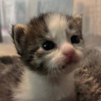 Tessa -  Domestic Short Hair Cat for Adoption in Bulverde, Texas - Tessa | PetCurious