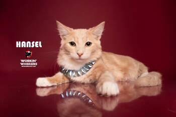 Rescue Maine Coon and Domestic Long Hair Cats for Adoption in Hemet, California - HANSEL | PetCurious