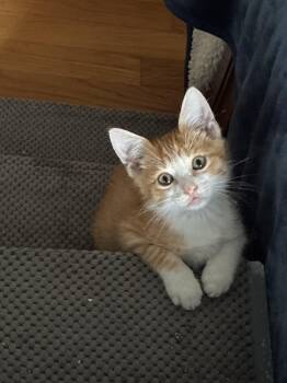 Kenya -  Domestic Short Hair Cat for Adoption in Columbia, South Carolina - Kenya | PetCurious