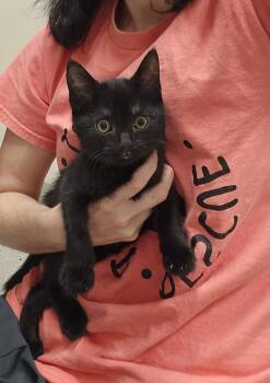 Scout -  Domestic Short Hair Cat for Adoption in Dickson, Tennessee - Scout | PetCurious