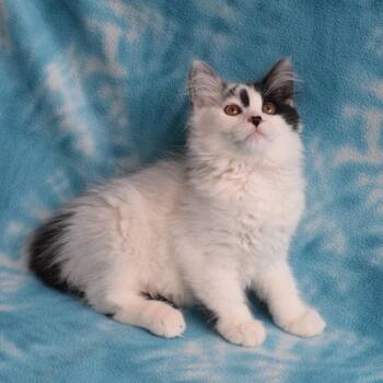 Rainier 52992 -  Domestic Short Hair Cat for Adoption in Eureka, California - Rainier 52992 | PetCurious