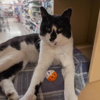 Domestic Short Hair Cats Available for Adoption in Worcester, Massachusetts - Cookies & Cream | PetCurious