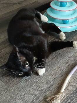 Bruno -  Domestic Short Hair Cat for Adoption in Raleigh, North Carolina - Bruno | PetCurious