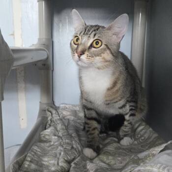 Zarf -  Domestic Short Hair Cat for Adoption in Salisbury, Massachusetts - Zarf | PetCurious