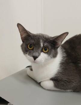 Nina -  Domestic Short Hair Cat for Adoption in Bay City, Michigan - Nina | PetCurious