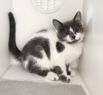 Daffodil -  Domestic Short Hair Cat for Adoption in Rochester, Indiana - Daffodil | PetCurious