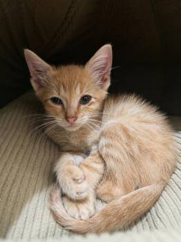 Max -  American Shorthair Cat for Adoption in Paulina, Louisiana - Max | PetCurious