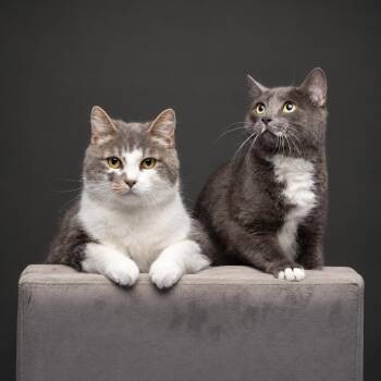 Lip & Zara -  Domestic Short Hair Cat for Adoption in Fort Worth, Texas - Lip & Zara | PetCurious