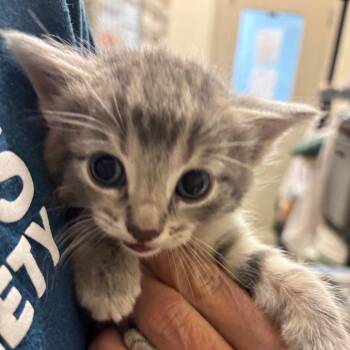 Ghoulia -  Domestic Short Hair Cat for Adoption in Council Bluffs, Iowa - Ghoulia | PetCurious