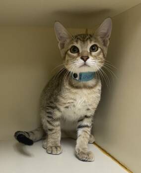Rescue Domestic Short Hair Cats for Adoption in Little Rock, Arkansas - Leon | PetCurious