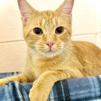 Jace -  Domestic Short Hair Cat for Adoption in Owosso, Michigan - Jace | PetCurious