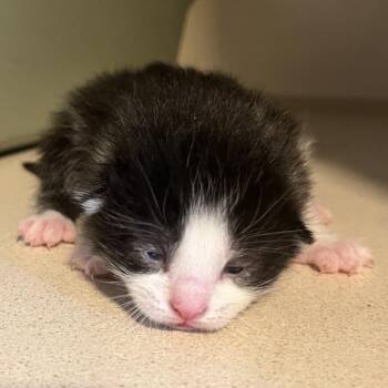 Domestic Short Hair Cats Available for Adoption in Normal, Illinois - Pamela | PetCurious
