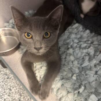 1179-C26 -  Domestic Short Hair Cat for Adoption in Port Charlotte, Florida - 1179-C26 | PetCurious
