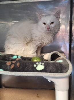 Domestic Long Hair Cats Available for Adoption in Stanton, Kentucky - Frosty | PetCurious
