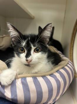 Shadow (Bayless) -  Domestic Short Hair Cat for Adoption in Johnson City, Tennessee - Shadow (Bayless) | PetCurious