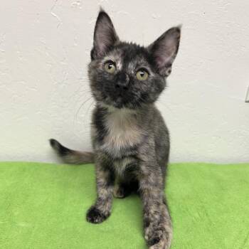 Beetle -  Domestic Short Hair Cat for Adoption in Morgan Hill, California - Beetle | PetCurious