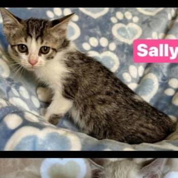 Sally -  Domestic Short Hair Cat for Adoption in South Elgin, Illinois - Sally | PetCurious