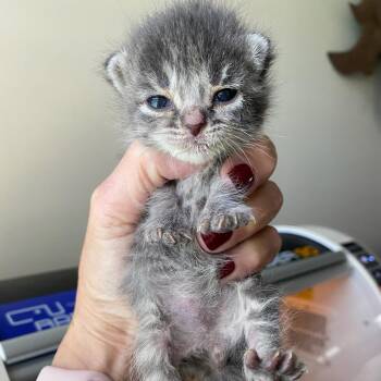 Juno -  Domestic Short Hair Cat for Adoption in Chattanooga, Tennessee - Juno | PetCurious