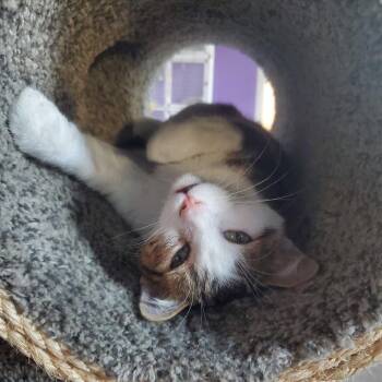 Domestic Short Hair Cats Available for Adoption in Portland, Oregon - Dash | PetCurious