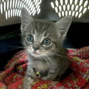 Rescue Domestic Short Hair Cats for Adoption in Salisbury, Maryland - Toucan | PetCurious