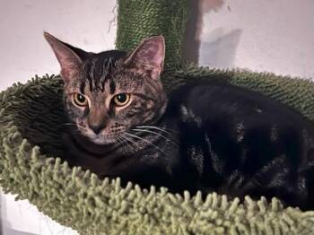 Rescue Domestic Short Hair Cats for Adoption in Cleveland, Ohio - Barracuda | PetCurious