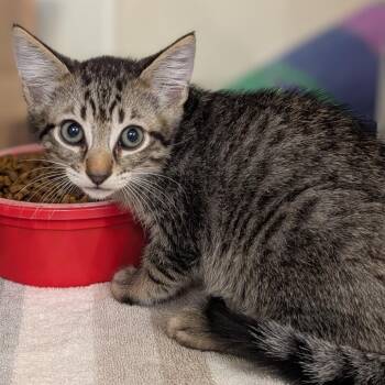 Sonar -  Domestic Short Hair Cat for Adoption in Buchanan Dam, Texas - Sonar | PetCurious