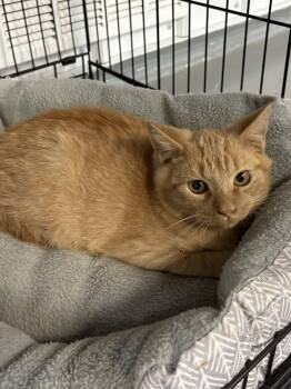 Rescue American Shorthair Cats for Adoption in Big Rapids, Michigan - Buford | PetCurious