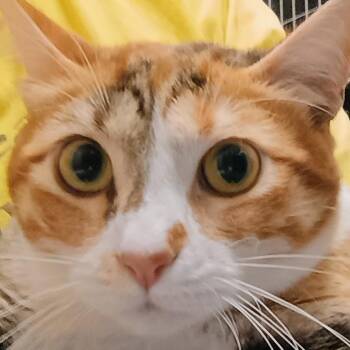 Snickerdoodle -  Domestic Short Hair Cat for Adoption in Palestine, Texas - Snickerdoodle | PetCurious