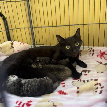 Darby Bowers -  Domestic Short Hair Cat for Adoption in Woodstock, Virginia - Darby Bowers | PetCurious