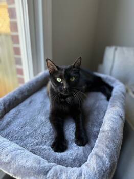 Rescue Domestic Short Hair Cats for Adoption in Fishers, Indiana - Freya | PetCurious