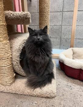 Rescue Domestic Short Hair Cats for Adoption in Peace River, Alberta - Diva | PetCurious