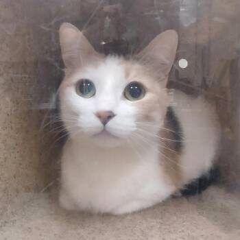 Catalina -  Domestic Short Hair Cat for Adoption in Reno, Nevada - Catalina | PetCurious