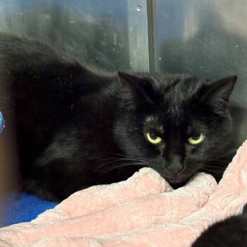 Domestic Short Hair Cats Available for Adoption in Chehalis, Washington - Koala | PetCurious