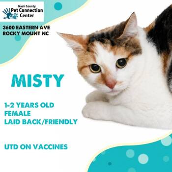 MISTY  Available NOW - ADOPTION or RESCUE! -  Domestic Short Hair Cat for Adoption in Nashville, North Carolina - MISTY  Available NOW - ADOPTION Or RESCUE! | PetCurious