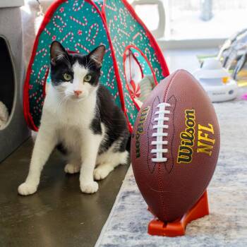 Domestic Short Hair Cats Available for Adoption - Zane | PetCurious