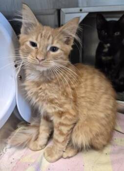 CANDY LAND -  Domestic Medium Hair Cat for Adoption in Decatur, Illinois - CANDY LAND | PetCurious