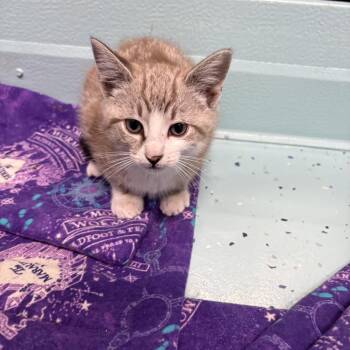 Frank -  Domestic Short Hair Cat for Adoption in Victoria, British Columbia - Frank | PetCurious