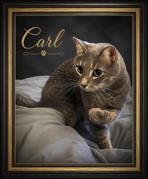 Carl-A Foodie with a Side of Sweetness -  Domestic Short Hair Cat for Adoption in Laurel, Maryland - Carl-A Foodie With A Side Of Sweetness | PetCurious