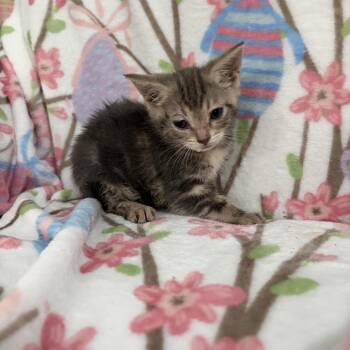 Primrose -  Domestic Short Hair Cat for Adoption in Sequatchie, Tennessee - Primrose | PetCurious