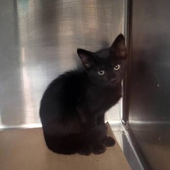 SCFL-Stray-66520_2_3 -  Domestic Short Hair Cat for Adoption in Lake Panasoffkee, Florida - SCFL-Stray-66520_2_3 | PetCurious
