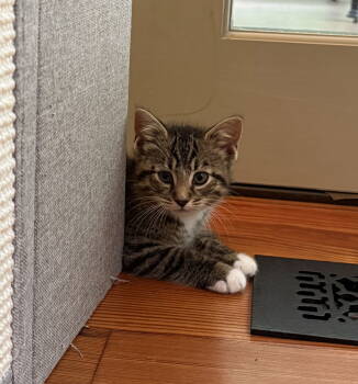Rescue Domestic Short Hair and Tabby Cats for Adoption in Rockville, Maryland - Baba | PetCurious