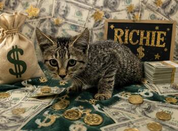 Richie -  Domestic Short Hair Cat for Adoption in Washington Court House, Ohio - Richie | PetCurious