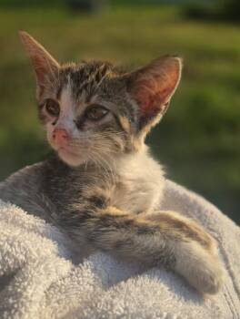Briar -  Domestic Short Hair Cat for Adoption in Lemoyne, Pennsylvania - Briar | PetCurious