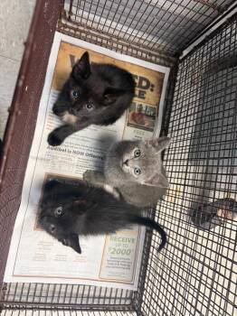 26-1322C -  Domestic Short Hair Cat for Adoption in Sorrento, Louisiana - 26-1322C | PetCurious